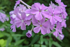 PXL_20230705_125856107