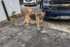 PXL_20230702_183901811