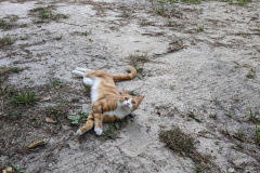 PXL_20230702_203506689