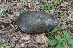 PXL_20230701_180453203