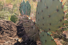 PXL_20230711_153925317