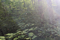 PXL_20230706_123929837