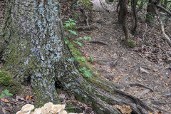 PXL_20230704_140417885