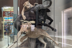 PXL_20230630_194327457.MP_